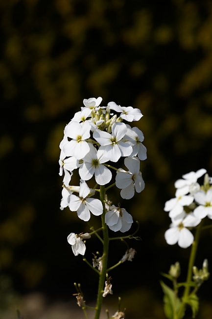 Jardin des Impressionnistes-MAI14-029